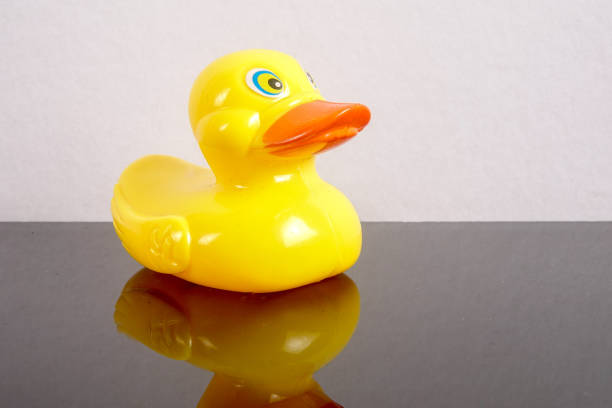 istock A yellow duck isolated on white with mirror refflection. Leadership conceptual. 1199146298