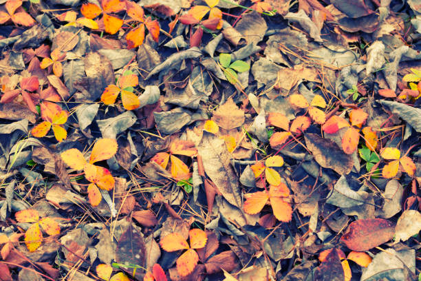 Brown autumn leaves on the ground