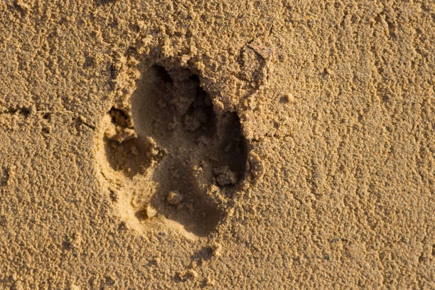 istock Print of dog paw 1199148641