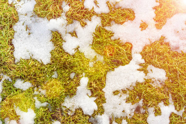 istock White snow texture background on green lawn grass in the sun. Copy space 1199148772