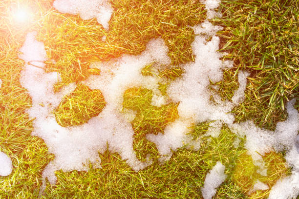 istock White snow texture background on green lawn grass in the sun. Copy space 1199149389