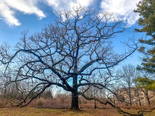 istock large oak tree in wisconsin during winter with branches on the ground 1199150614