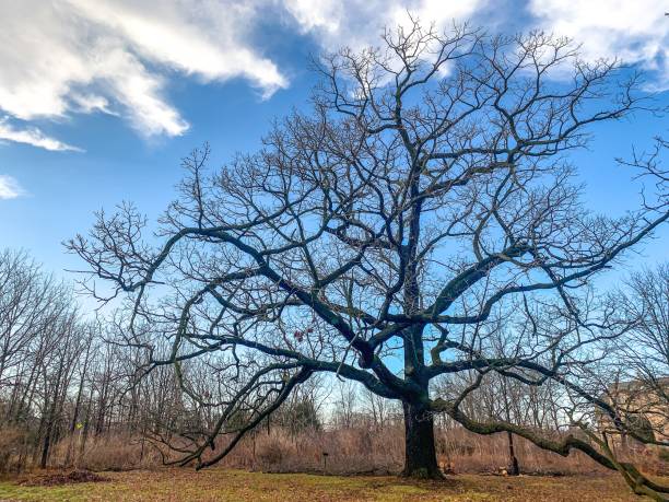 istock large oak tree in wisconsin during winter with branches on the ground 1199150636