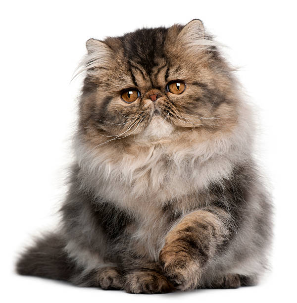 istock Persian kitten, 4 months old, sitting, white background. 119915106