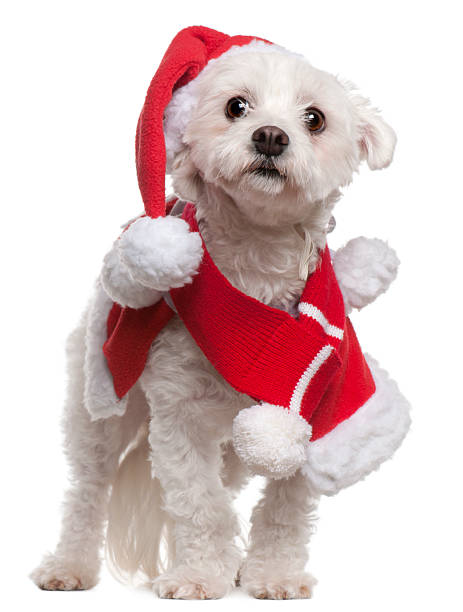 istock Maltese wearing Santa outfit, standing, white background. 119915146