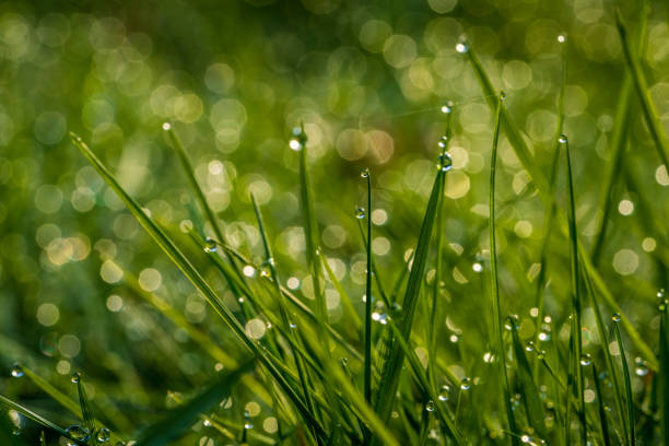 Drops of morning dew in the grass