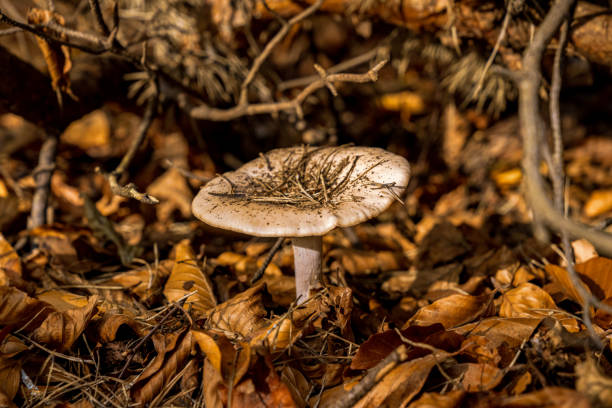 A mushroom in the autumn foliage