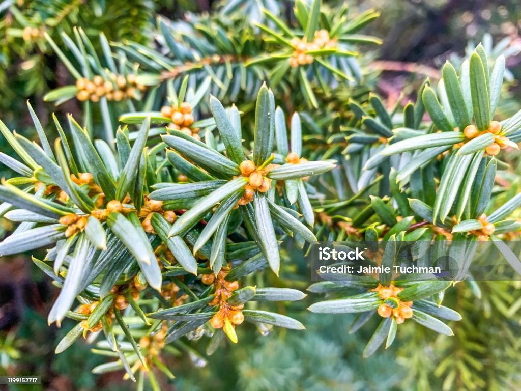 Subalpine Fir Tree With Brown Berries Background In Winter Stock Photo ...