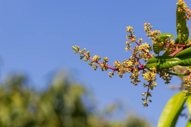 Mango flowers are tropical fruit trees