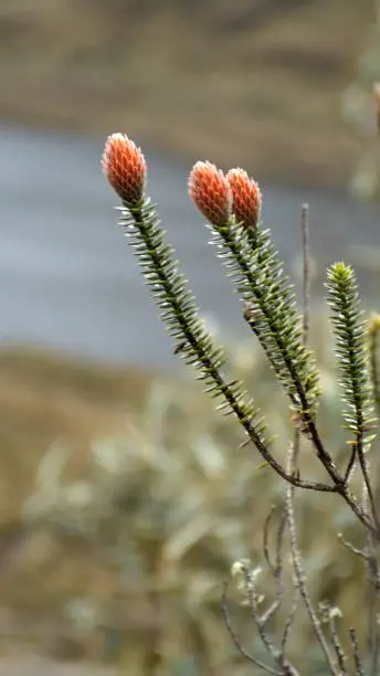 Flower of the Andes, Chuquiragua in El Cajas National Park outside of Cuenca, Ecuador