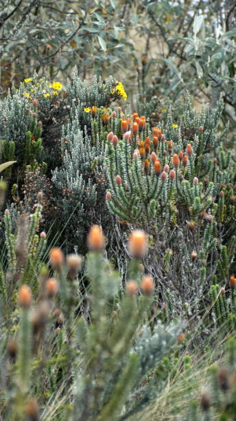 istock Flower of the Andes 1199155226