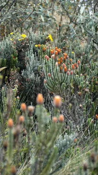 Flower of the Andes, Chuquiragua, and other wildflowers in El Cajas National Park outside of Cuenca, Ecuador