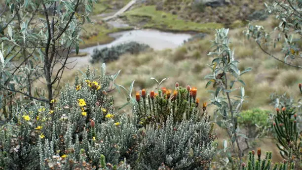 Flower of the Andes, Chuquiragua, and other wildflowers in El Cajas National Park outside of Cuenca, Ecuador