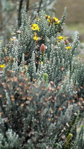 Flower of the Andes, Chuquiragua, and other wildflowers in El Cajas National Park outside of Cuenca, Ecuador