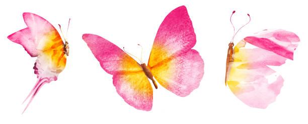 istock Three watercolor butterflies, isolated on white background 1199157650