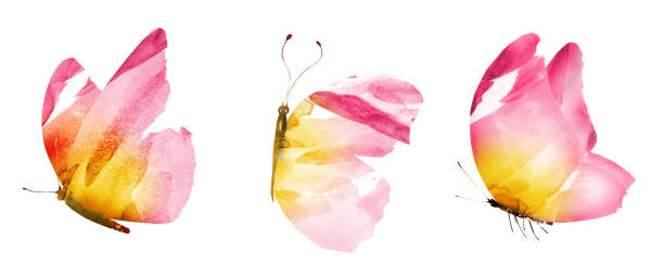 istock Three watercolor butterflies, isolated on white background 1199157658