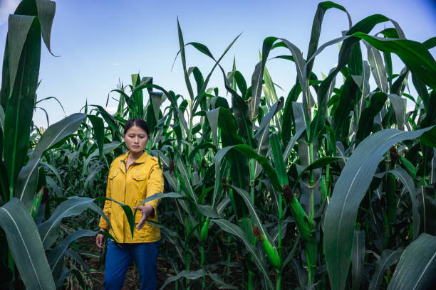 istock Farmers inspect the corn plants before harvesting. 1199157842