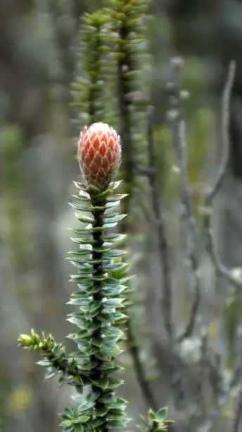 Flower of the Andes, Chuquiragua in El Cajas National Park outside of Cuenca, Ecuador