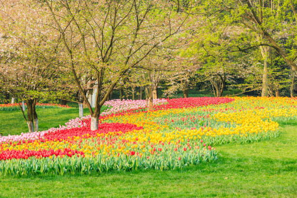 istock Blooming tulips in spring garden. 1199158989
