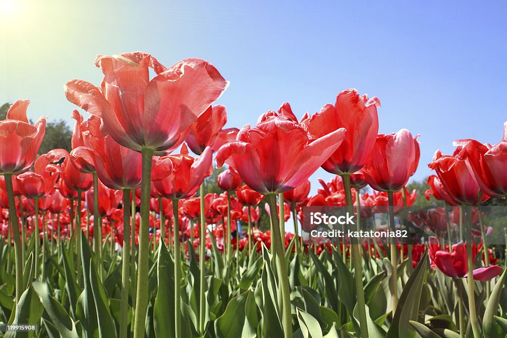 Prato di tulipani rossi - Foto stock royalty-free di Aiuola