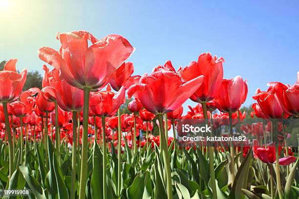 Prato Di Tulipani Rossi - Fotografie stock e altre immagini di Aiuola - Aiuola, Ambientazione esterna, Bellezza naturale