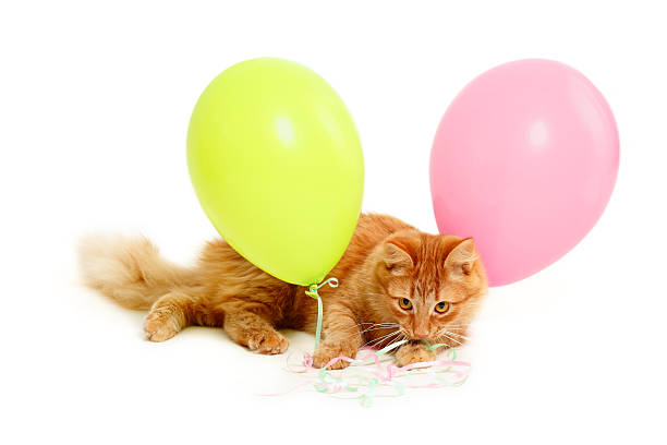 istock kitten holiday with balloons 119916057