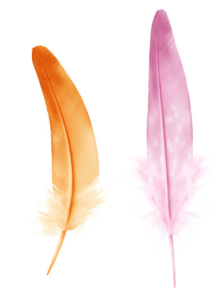 istock Beautiful color feather isolated on white background 1199161688