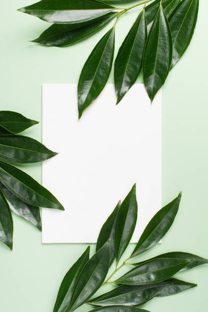 istock Natural organic leaves mock up 1199165186