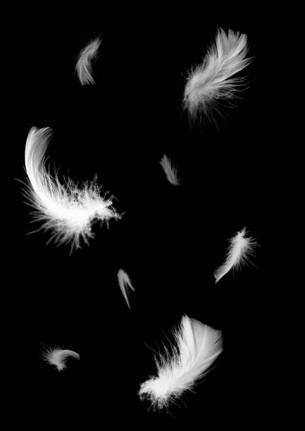 istock Beautiful white feathers floating in air isolated on black background 1199165791