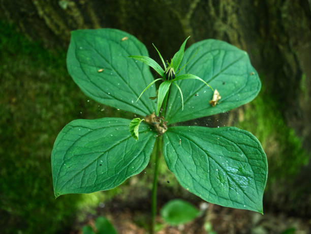Nodding Trillium (Trillium cernuum) – Native Woodland Wildflower in Bloom