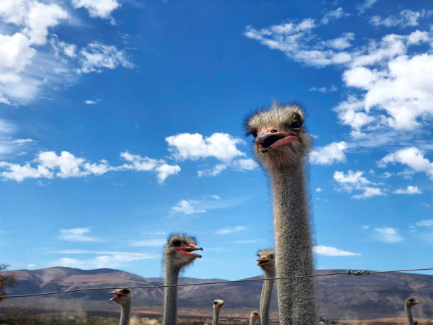 istock Male Ostriches looking down 1199166806