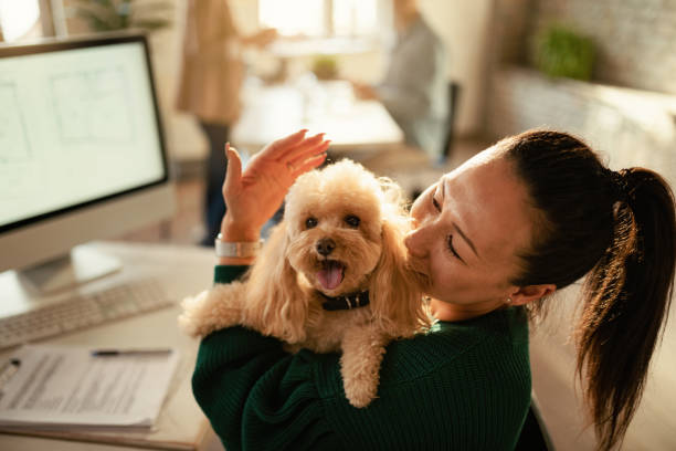 istock Cute poodle enjoying with her owner in the office. 1199166810