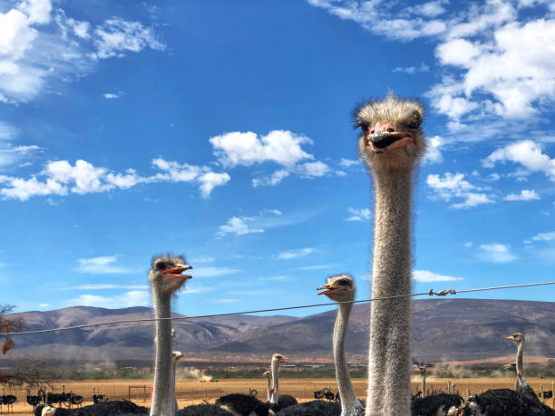 istock Male Ostrich heads 1199166829