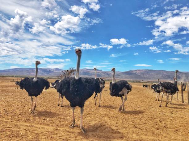 A group of Male Ostriches together Male Ostriches together in a camp in the Klein Karoo near Oudtshoorn in a very dry camp during a drought South Africa ostrich farm stock pictures, royalty-free photos & images