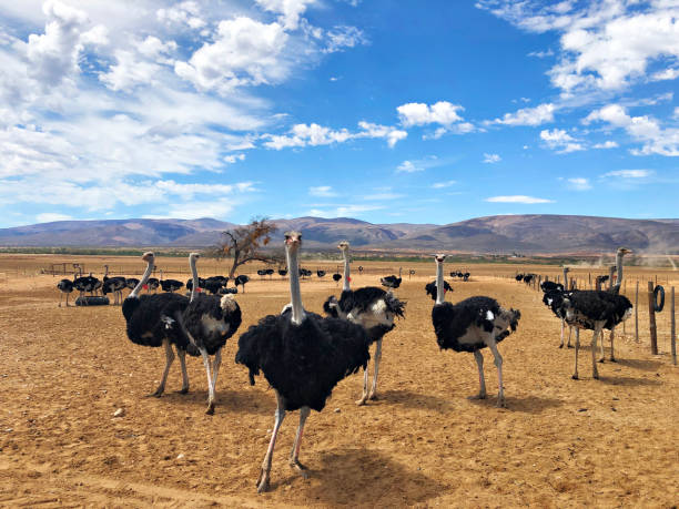 Male Ostriches in a camp looking towards camera Male Ostriches together in a camp in the Klein Karoo near Oudtshoorn in a very dry camp during a drought South Africa ostrich farm stock pictures, royalty-free photos & images