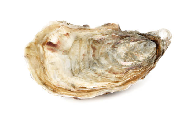 istock Fresh oysters isolated on a white background 1199167284