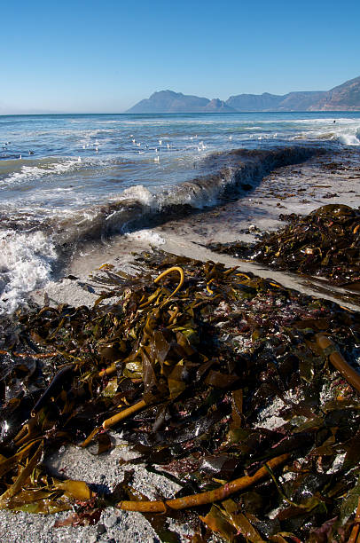 istock South African Coastline 119916896