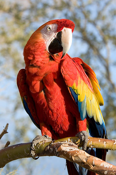 Scarlet Macaw stock photo