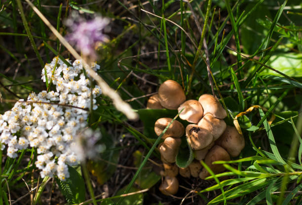 small edible mushrooms growing in meadows in the grass.