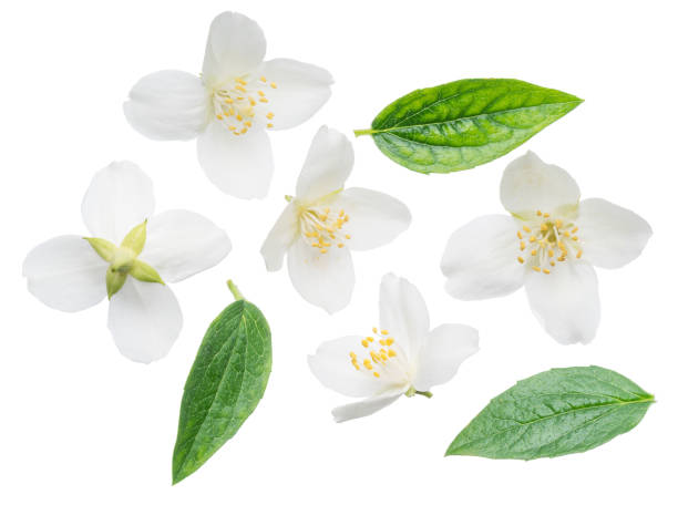 istock Blooming jasmine flower with jasmine leaves isolated on white background. 1199169740