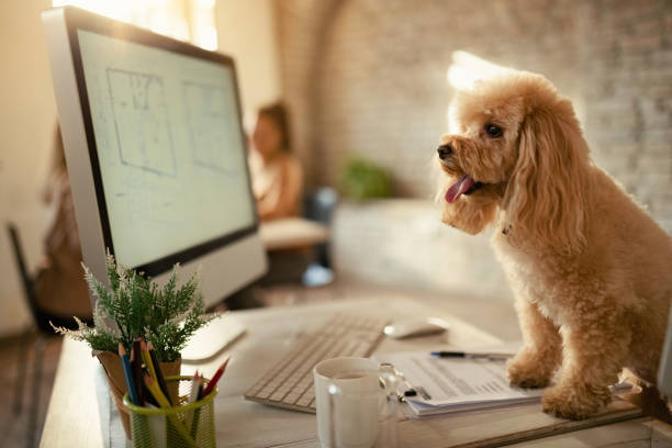 istock Cute poodle on working desk in the office. 1199169772