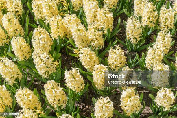 Flor De Jacinto Amarillo Claro O Jacinthus En El Jardín De Primavera De Cerca Campo Con Jacintos Amarillos Foto de stock y más banco de imágenes de Aire libre - iStock Flor De Jacinto Amarillo Claro O Jacinthus En El Jardín De Primavera De Cerca Campo Con Jacintos Amarillos Foto de stock y más banco de imágenes de Aire libre - iStock