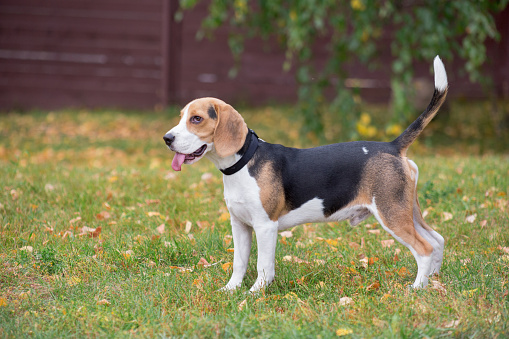 Cute beagle puppy is standing with lolling tongue in the autumn park. Pet animals. Purebred dog.