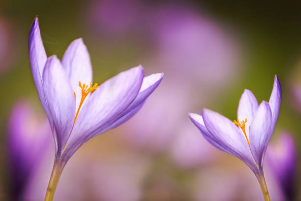 flor orvalhada agradável no outono (autumnale de colchicum) - crocus flower saffron yellow - fotografias e filmes do acervo