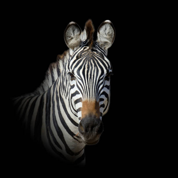 istock ANIMAL on dark background 1199172219