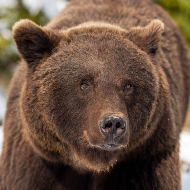istock Wild brown bear portrait in winter forest 1199172249
