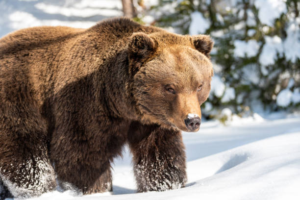 istock Wild brown bear in winter forest 1199172250