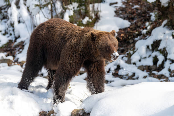 istock Wild brown bear in winter forest 1199172264