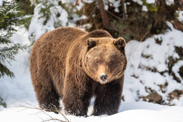 istock Wild brown bear in winter forest 1199172268