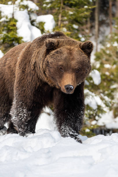 istock Wild brown bear in winter forest 1199172283